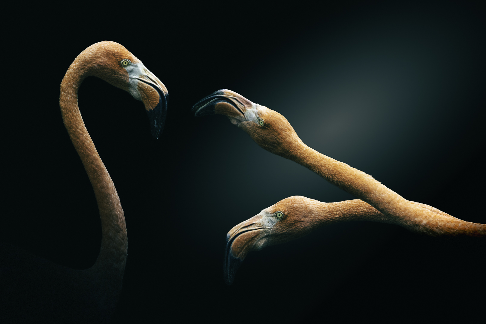 Serge Gele (France) Triple beaks